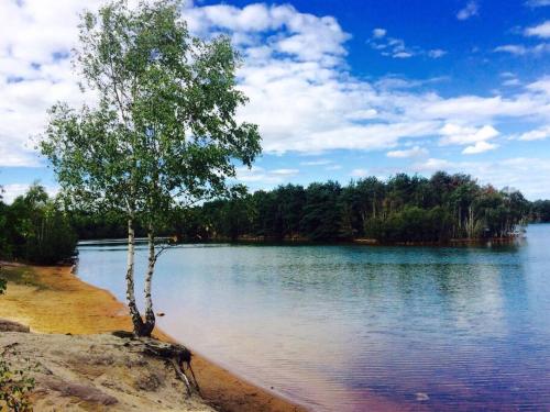 a tree sitting on the shore of a lake at Forestry Cottage. Hot tub, open fire, dog friendly in Gaywood