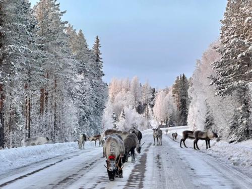 a herd of animals walking down a snow covered road at Vildmarksgård Lillviken in Strömsund