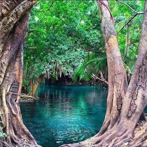 una piscina de agua azul en un bosque con árboles en Rainbow house en Boma la Ngombe