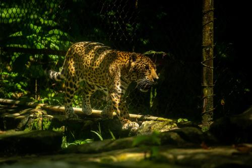 a jaguar standing on a log in a forest at Hotel Villa Mercedes Palenque in Palenque