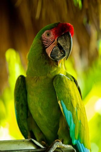 a green parrot is sitting on a branch at Hotel Villa Mercedes Palenque in Palenque