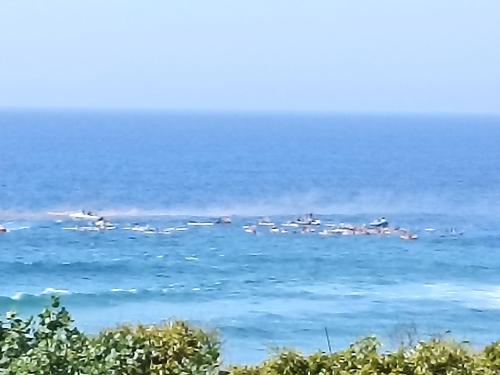 a group of birds swimming in the water at Driftsands 23 in Doonside