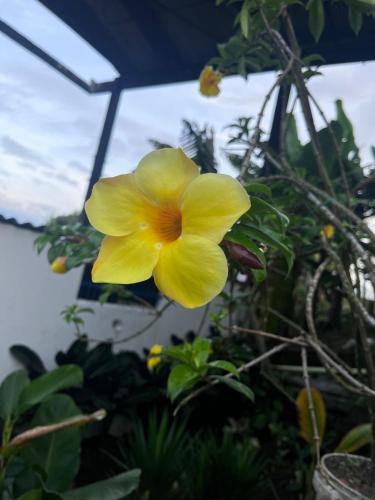 a yellow flower is growing in a garden at Finca Hostal La Esperanza in Quimbaya