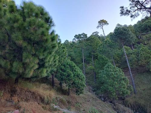 a group of trees on a hill in a forest at Hotel Le Halcyon Kasauli in Solan