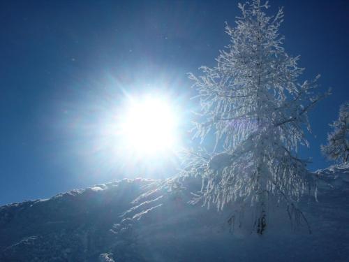 a snow covered tree with the sun behind it at 4 Mountains Apartments in Kleinarl