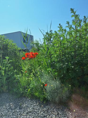 a garden with red flowers and green plants at Luxury Suites Oosterwold in Almere