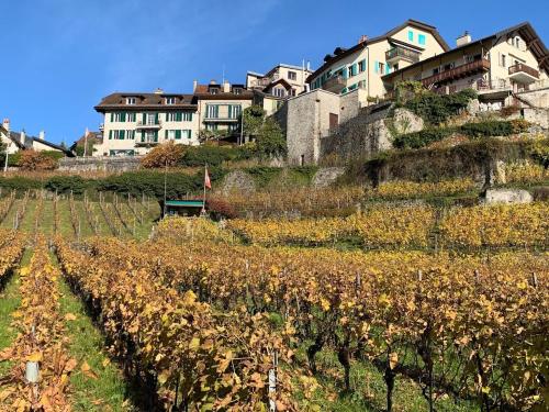 a vineyard with houses on top of a hill at La Vigneronne, Chailly-Montreux in Montreux