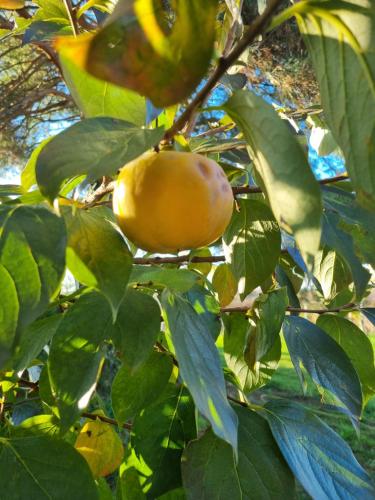 a yellow fruit is hanging from a tree at POČITNIŠKA HIŠA SONČNI VRH in Spodnji Ivanjci