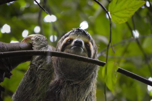a sloth hanging from a tree branch at Ecobosque el mar in Rancho Quemado