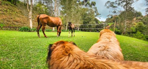 a group of dogs looking at a horse in a field at Finca La Hacienda in El Retiro
