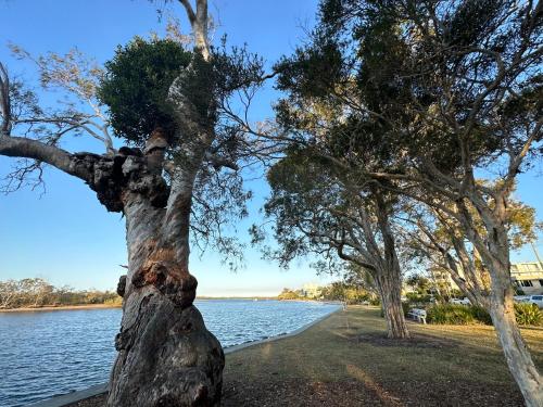 a tree next to a body of water at River Gum Apartment in Diddillibah