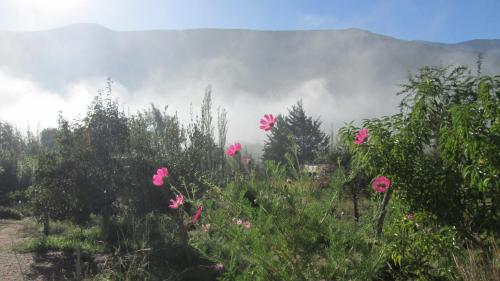 a field with pink flowers in front of a mountain at La Calabaza Cabaña in Tilcara