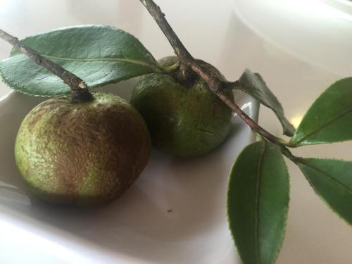 two green limes on a tree branch with leaves at SunRise 23.5N B&B in Fenchihu