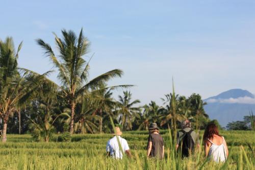 Wapa di Ume Ubud — Mountain view