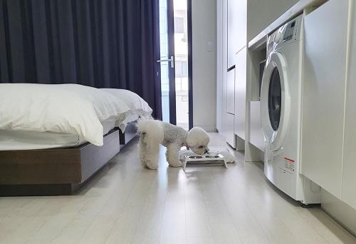 two white dogs standing in a bedroom next to a bed at World Sky Residence Hotel in Sokcho