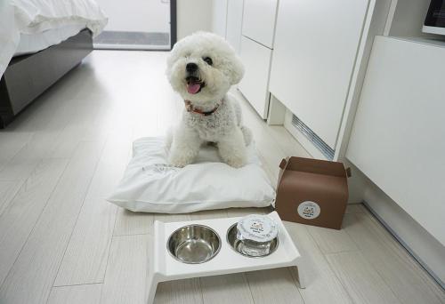 a white dog sitting on a pillow next to a dog bowl at World Sky Residence Hotel in Sokcho