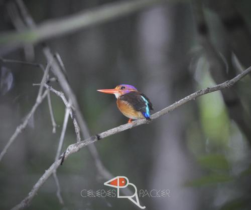 un petit oiseau assis sur une branche d'arbre dans l'établissement Celebes Birdpacker, à Rinondoran