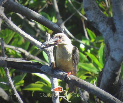 Rinondoran的住宿－Celebes Birdpacker，鸟栖息在树枝上