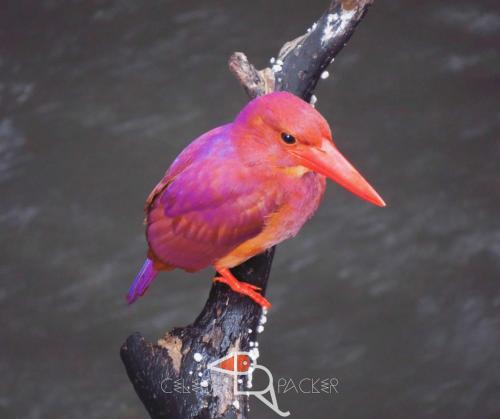 a red bird sitting on a tree branch at Celebes Birdpacker in Rinondoran
