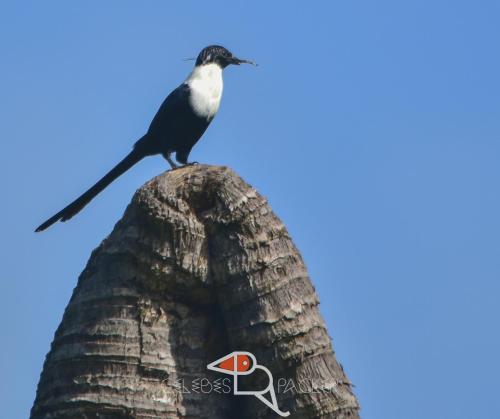 ein Vogel auf einem Turm in der Unterkunft Celebes Birdpacker in Rinondoran