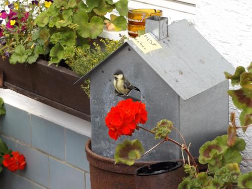 a bird sitting on a bird house with a flower at Gasthaus Zehrermühle in Schönberg