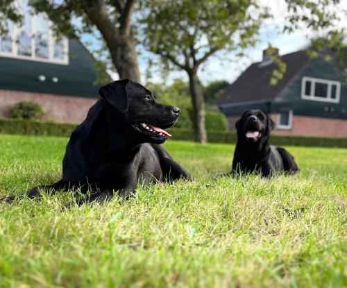 two black dogs laying in the grass in a yard at "Zonnekind" Atmospheric holiday home in Noordwijkerhout near the beach in Noordwijkerhout