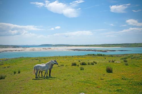 a white horse standing in a field near a body of water at Cottage 383 - Claddaghduff in Claddaghduff