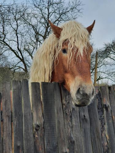 a horse with long hair looking over a wooden fence at Hotel Perfect in Yamna