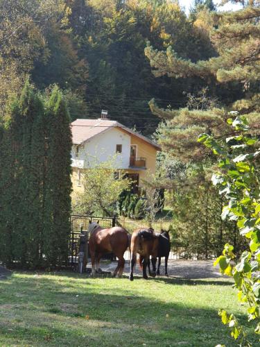 three horses standing in a field near a fence at Hotel Perfect in Yamna