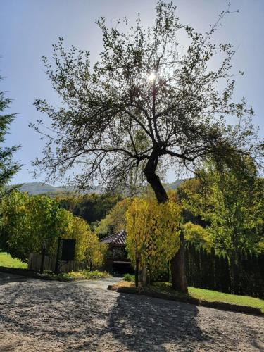 a tree in the middle of a gravel road at Hotel Perfect in Yamna