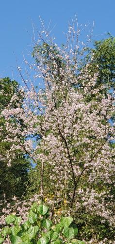a flowering tree with pink flowers on it at Khee Homestay in Kurseong