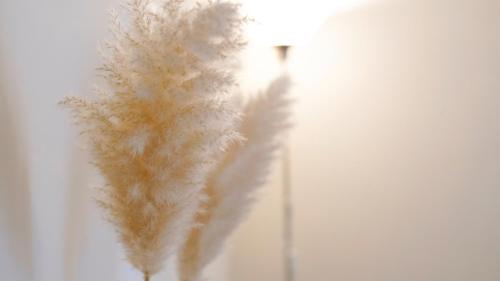 a vase filled with feathers in a white wall at Lighthouse Ladispoli al centro in Ladispoli