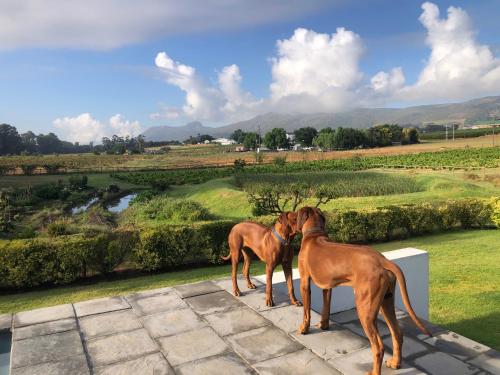 two dogs standing on a patio looking at a field at Tempel Wines in Paarl