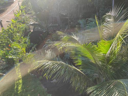 a garden with palm trees and other plants at COZY HOME PHU QUOC in Phu Quoc
