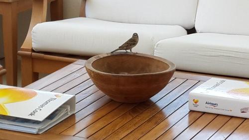 a bird sitting in a bowl on a table at Meis Hotel in Bitez