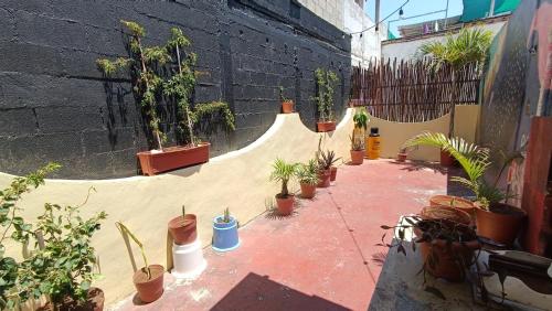 a patio with a bunch of potted plants at Tres Mundos Hostel in Playa del Carmen