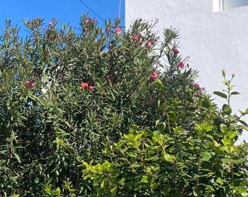 Zahrada ubytování Villa entière Dar Baida Plage David Bouznika