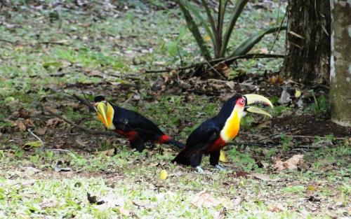 two birds standing on the ground in the grass at Yasí Yateré Reserva Agroecológica in El Soberbio