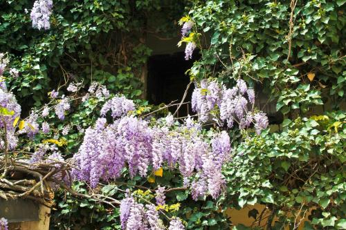 a bunch of purple flowers on a wall at Hotel Fiera Rho in Rho