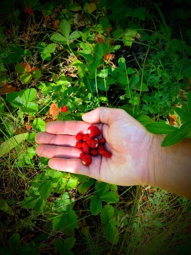 a hand holding a bunch of red berries at Auberge Saint Antoine in Pelvoux