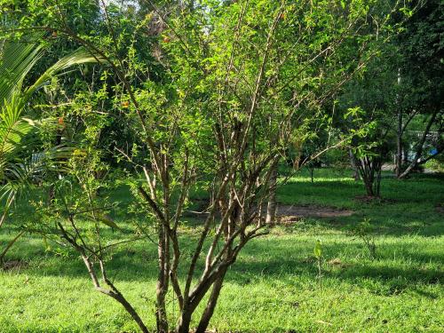 a small tree in a field of green grass at Sigiriya Cottage in Sigiriya