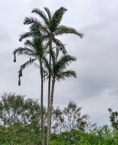 a palm tree in the middle of some trees at Cabaña Campo Verde in Marsella