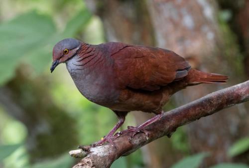 a bird perched on a tree branch at Bosques de la Pradera in Manizales