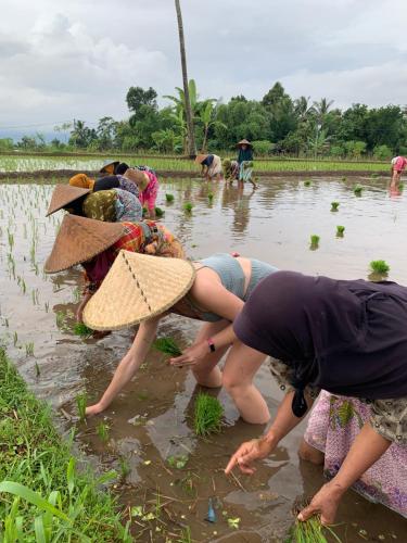 a group of people working in a rice field at EDRIAN BUNGALOWS in Tetebatu