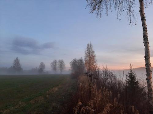 a foggy field with trees and a dirt road at Kalix Riverside inn in Kalix