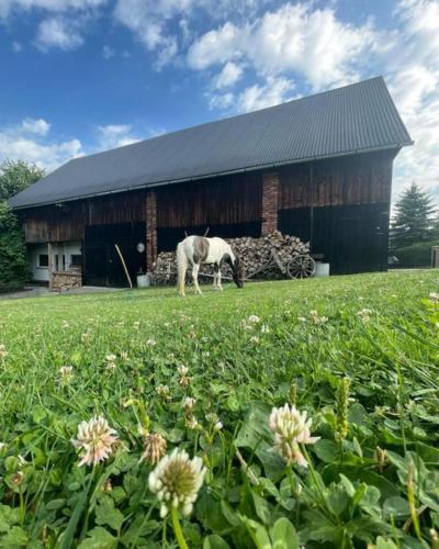a horse grazing in a field in front of a barn at Agroturystyka Zagroda Miłkowskie in Słopnice