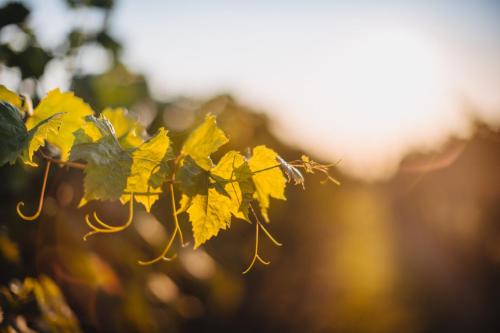a bunch of yellow leaves on a tree at Winnica Mozów in Mozów