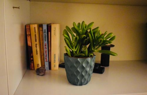 een plant in een vaas op een plank met boeken bij Apartman 23 in Kanarevo Brdo