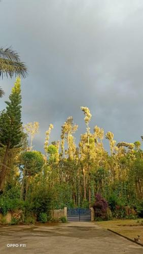 un jardín con muchas plantas y árboles en Drushya plantation farm stay Chikmagalur, en Chikmagalur