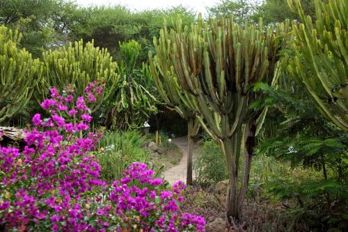 a garden with purple flowers and a large cactus at Kia Lodge in Arusha
